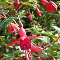 Fuchsia x 'Carmen'='Phyllis'